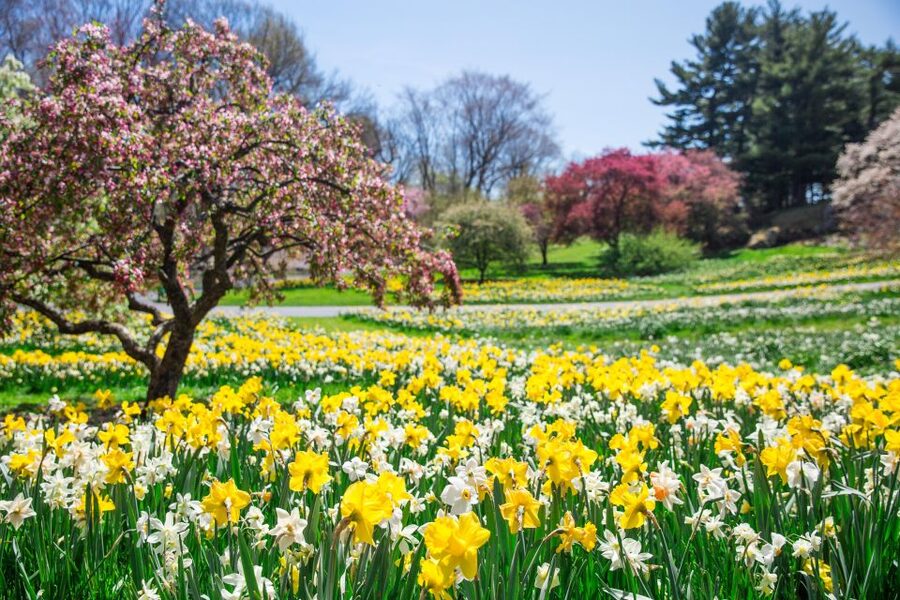 NYC: New York Botanical Garden Pass - The Peggy Rockefeller Rose Garden