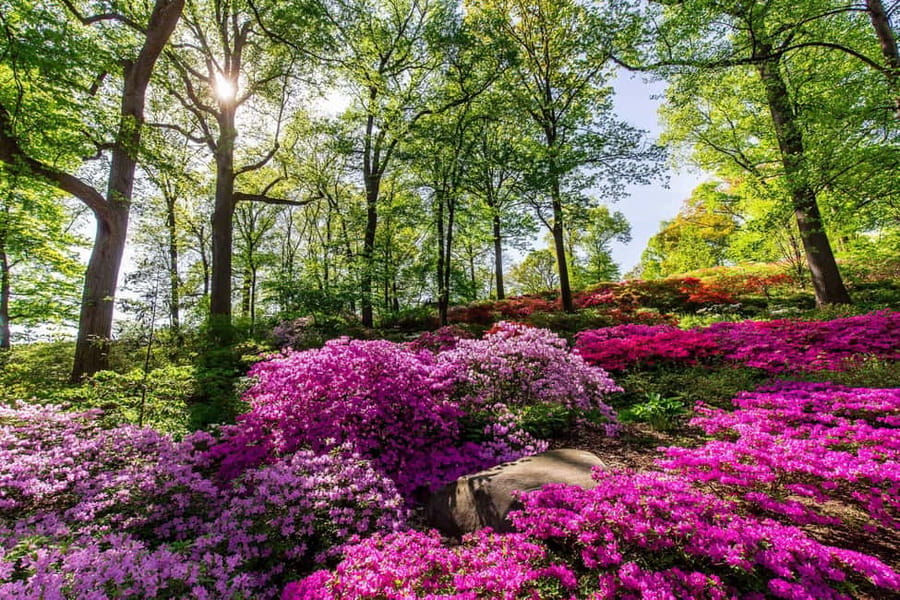 NYC: New York Botanical Garden Pass - Van Gogh’s Flowers Through October 26, 2025