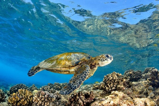 Oahu Circle Island Tour with Turtle Snorkeling— Small-Groups - Kualoa Point and Mokolii Island