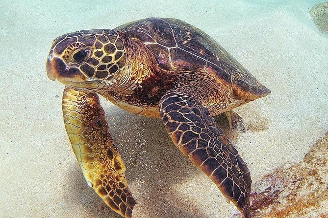 Oahu Circle Island Tour with Turtle Snorkeling— Small-Groups - North Shore Lunch and Local Farm Life