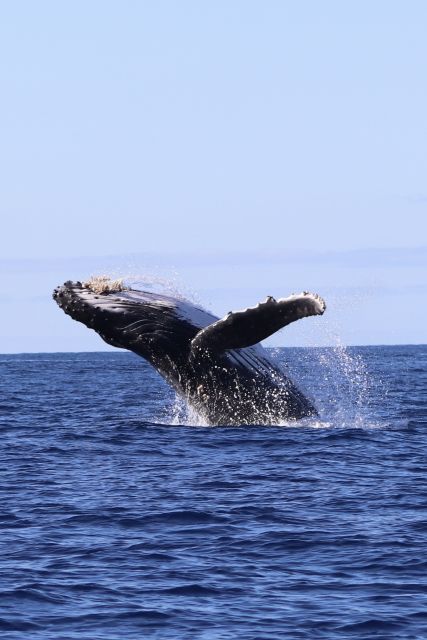 Oahu: Dolphin Swim and Turtle Snorkel Excursion in Waianae - What makes this Waianae dolphin tour worth considering