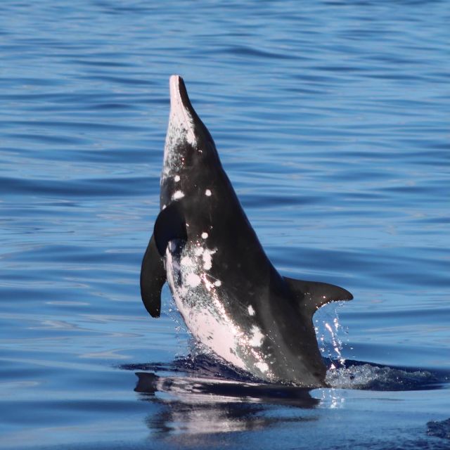 Oahu: Dolphin Swim and Turtle Snorkel Excursion in Waianae - Who will enjoy this most?