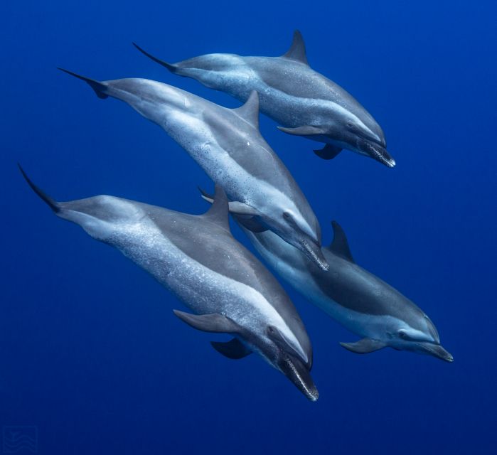 Oahu: Dolphin Swim and Turtle Snorkel Excursion in Waianae - Searching for dolphins aboard the 32-foot boat