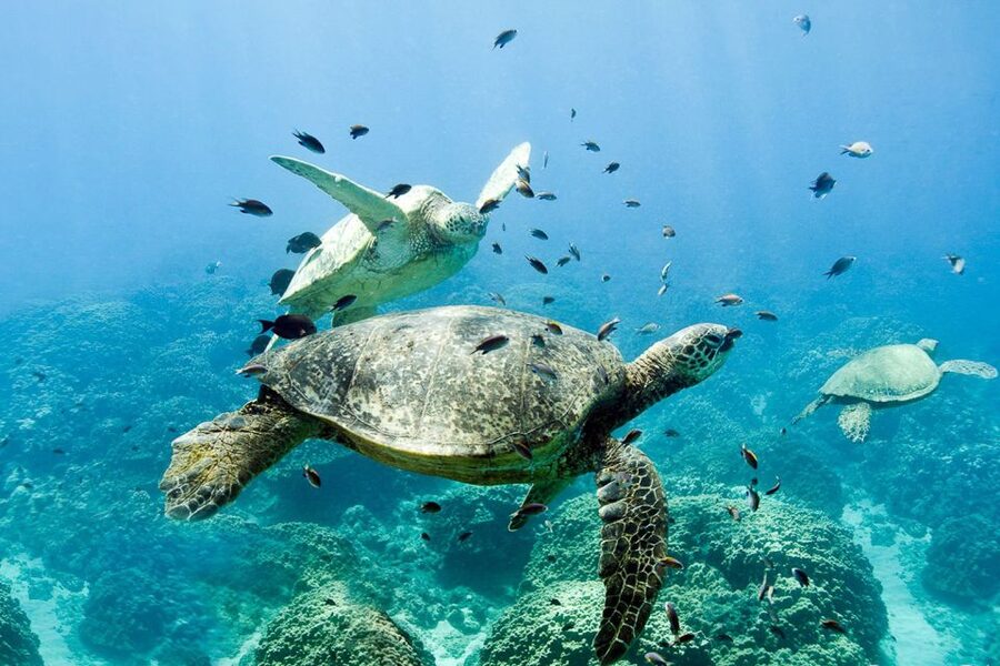 Oahu: Dolphin Swim and Turtle Snorkel Excursion in Waianae - Turtle snorkeling in protected bays