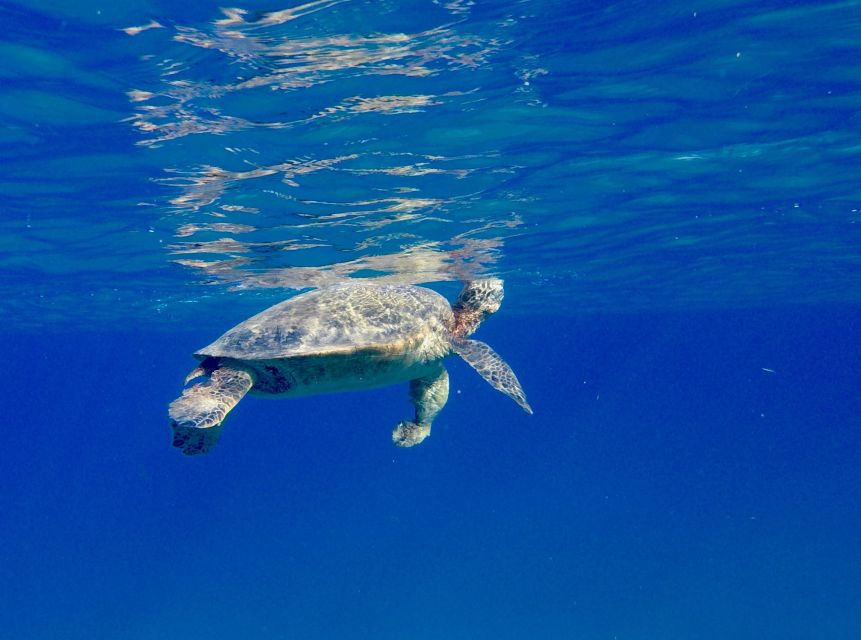 Oahu: Dolphin Swim and Turtle Snorkel Excursion in Waianae - Lunch, drinks, and the small details