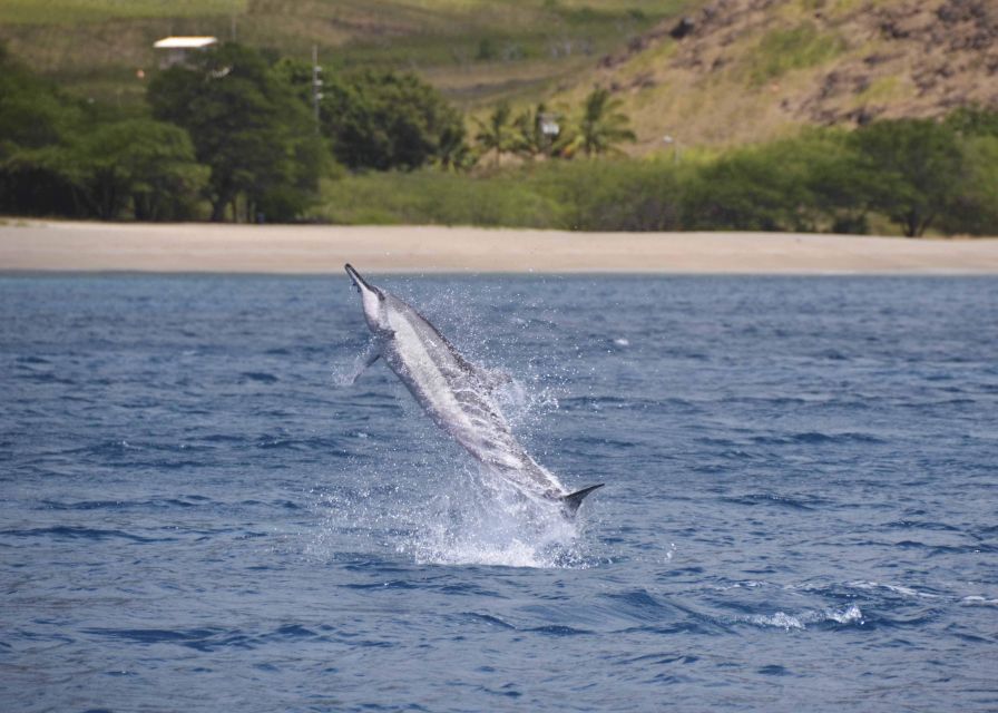 Oahu: Dolphin Swim and Turtle Snorkel Excursion in Waianae - Safety first at Waianae