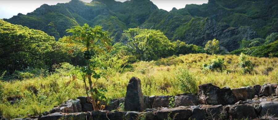 Oahu: Kualoa Open Air Jungle Expedition Tour - Is $63 a fair price?