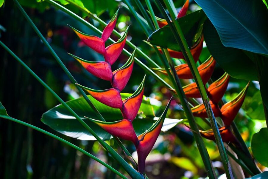 Oahu: Manoa Falls Waterfall Hike with Lunch and Transfers - Cancellation and timing details