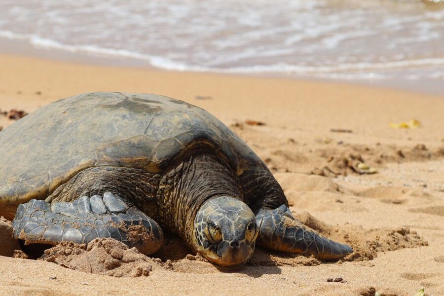 Oahu: Oahu Ultimate Grand Circle Island Tour - Waimānalo, Kualoa, and Laie