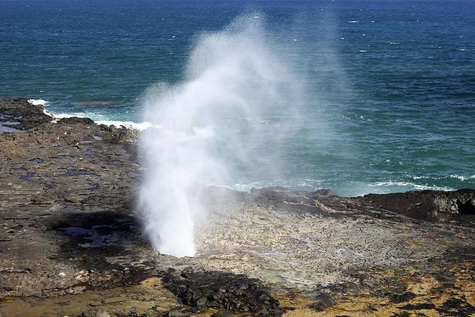 Oahu's Ultimate Tour: Dole, Turtle Snorkel, Pali Lookout & More - What the turtle snorkeling is really like