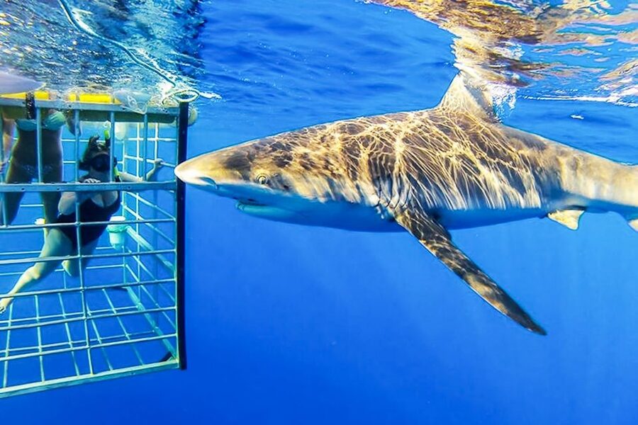 Oahu: Shark Cage Dive on the North Shore - Weather can change the whole plan