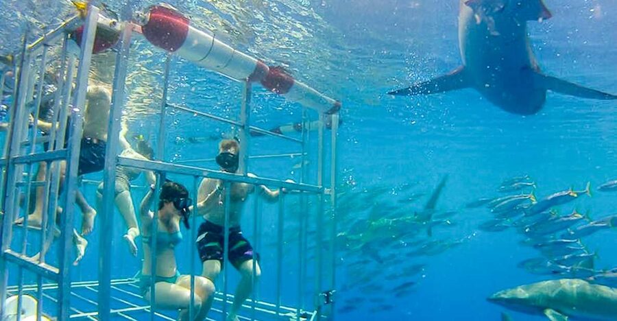 Oahu: Shark Cage Dive on the North Shore - From Haleiwa Harbor to the shark site
