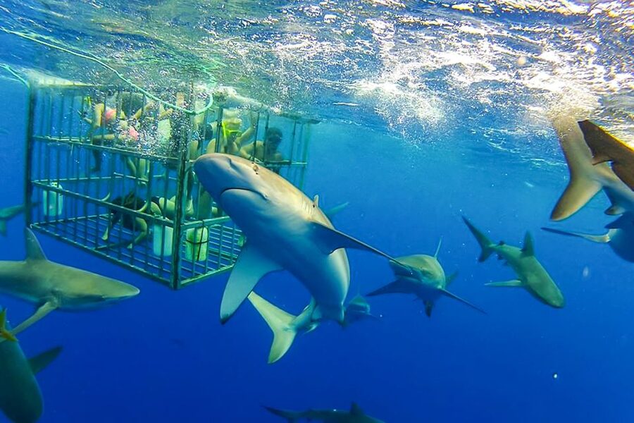 Oahu: Shark Cage Dive on the North Shore - Meeting the Galapagos sharks