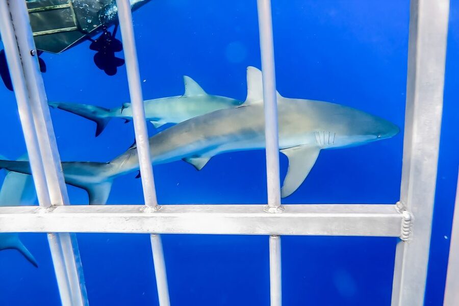 Oahu: Shark Cage Dive on the North Shore - Inside the cage for 15 to 20 minutes