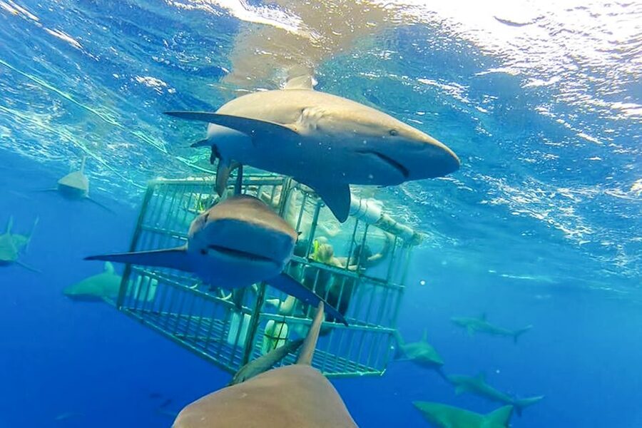 Oahu: Shark Cage Dive on the North Shore - What you might see beyond the sharks