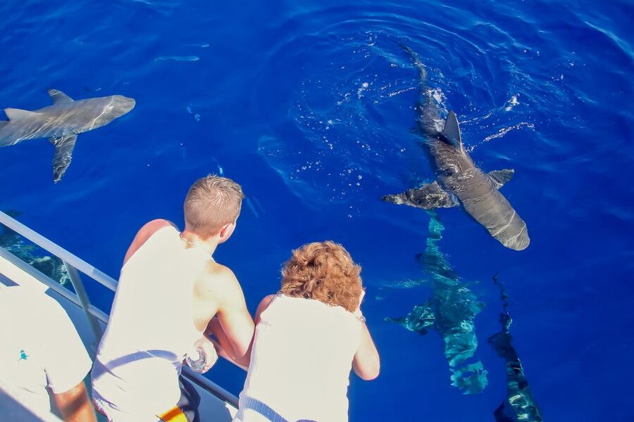 Oahu: Shark Cage Dive on the North Shore - Cameras, towels, and the practical packing list