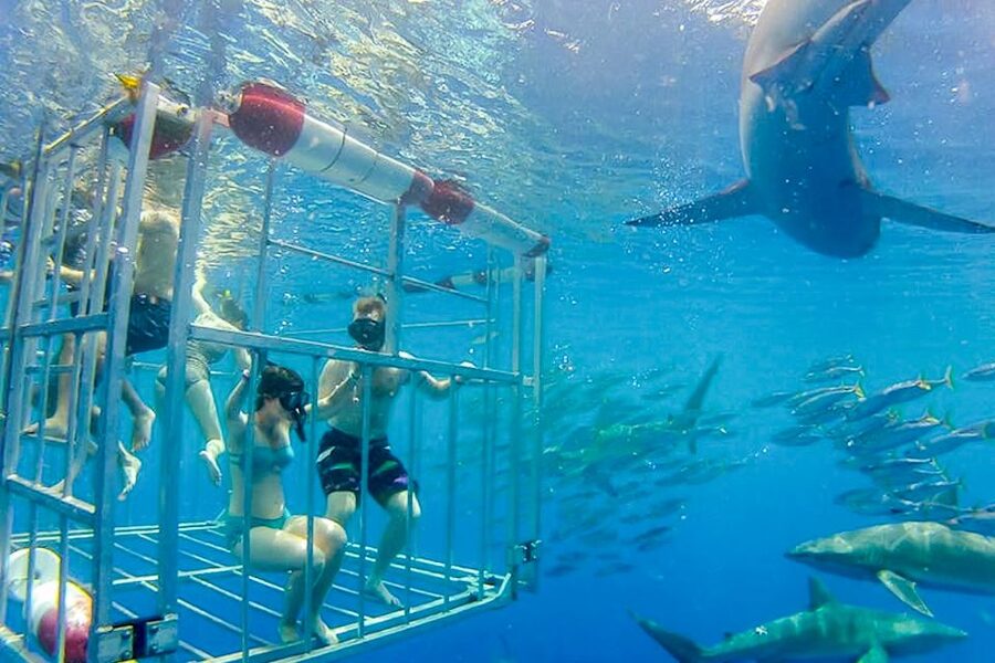 Oahu: Shark Cage Dive on the North Shore - Who will enjoy this experience most