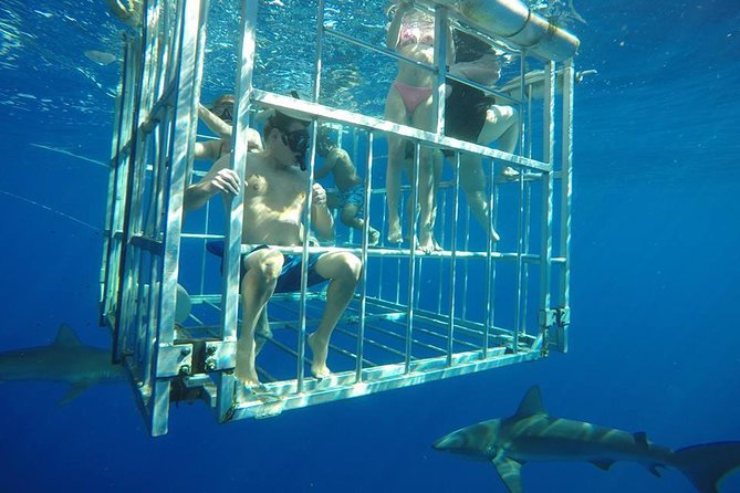 Oahu Shark Dive - Face to face with Galapagos and sandbar sharks