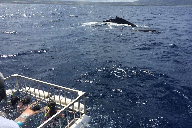 Oahu Shark Dive - Why the boat deck is a good option