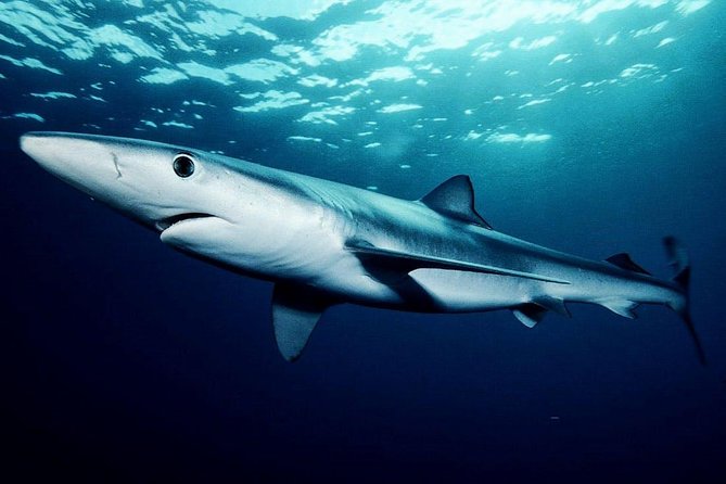 Oahu Shark Dive - The North Shore crew and the first-timer factor