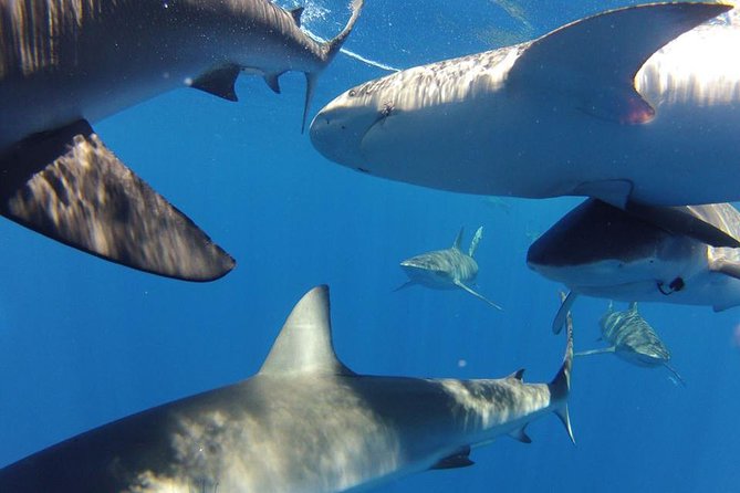 Oahu Shark Dive - What to bring, and what to leave behind