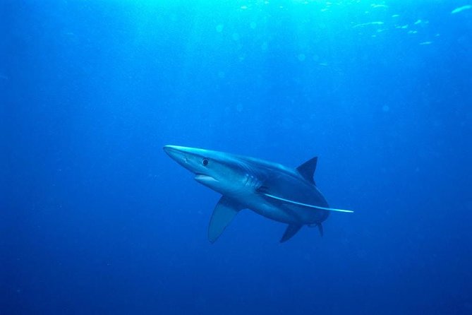 Oahu Shark Dive - Is $99.48 a fair price?