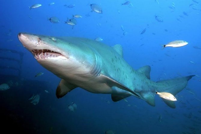 Oahu Shark Dive - Who should book this experience?