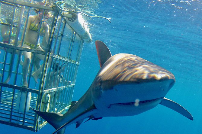 Oahu Shark Dive - The safety briefing before you meet the sharks
