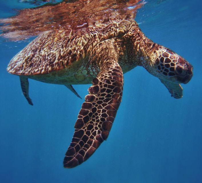Oahu: Turtle Canyon Snorkeling Boat Tour - Snorkeling with fish and coral