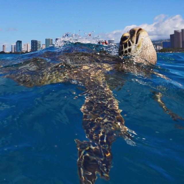 Oahu: Turtle Canyon Snorkeling Boat Tour - Crew care for beginners and mixed abilities