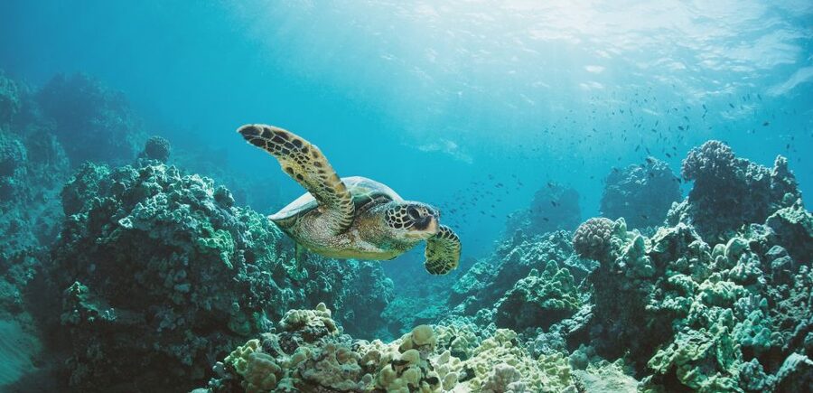 Oahu: Turtle Canyon Snorkeling Boat Tour - Sailing past Diamond Head