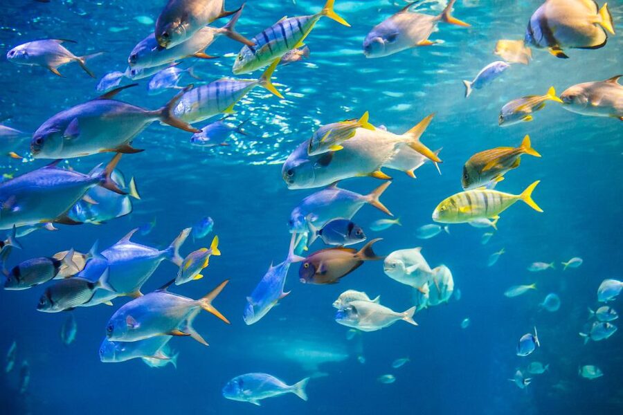 Oahu: Waikiki Glass Bottom Boat Sunset Cruise - Practical tips for a smoother evening