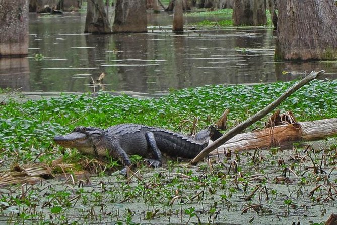 Oak Alley Plantation and Swamp Boat Tour from New Orleans - Who should book this combined day?