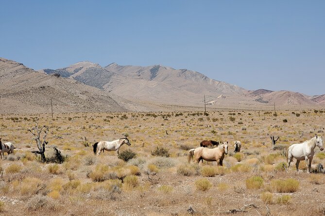 Off Road UTV Adrenaline Experience in Las Vegas - Price, timing, and cancellation details