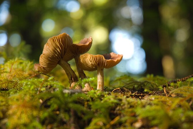 Off the Beaten Path Ketchikan Photo Safari - 3 hr. - Weather, wildlife, and physical demands