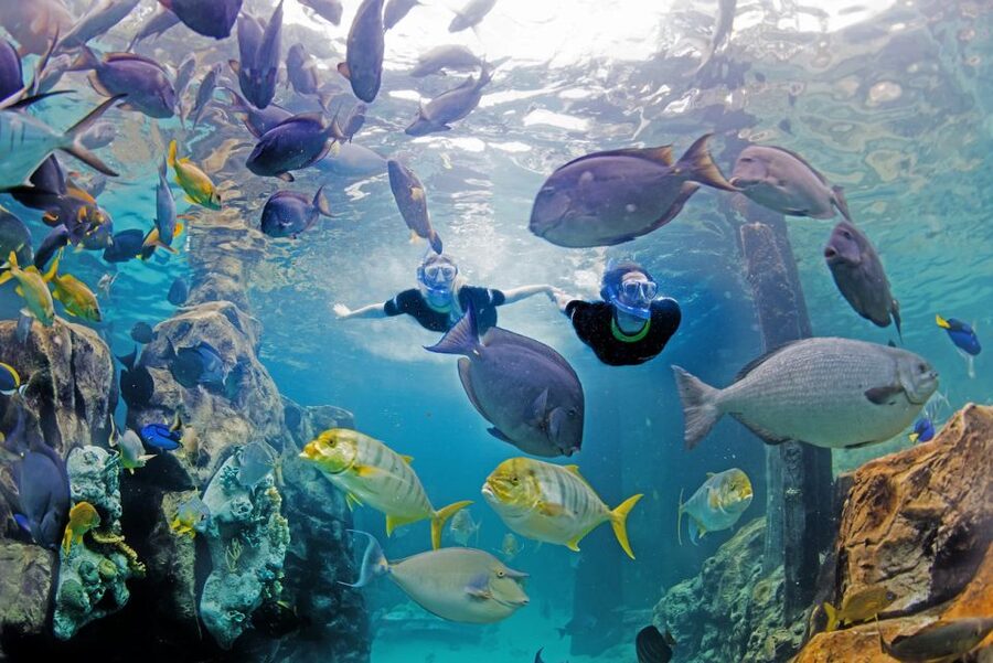 Orlando: Discovery Cove Admission Ticket & Additional Parks - Freshwater Oasis and Serenity Bay