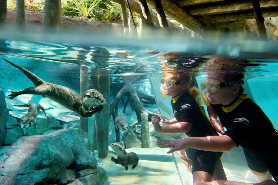 Orlando: Discovery Cove Admission Ticket & Additional Parks - Check-in at 7:30 AM and plan around your swim time