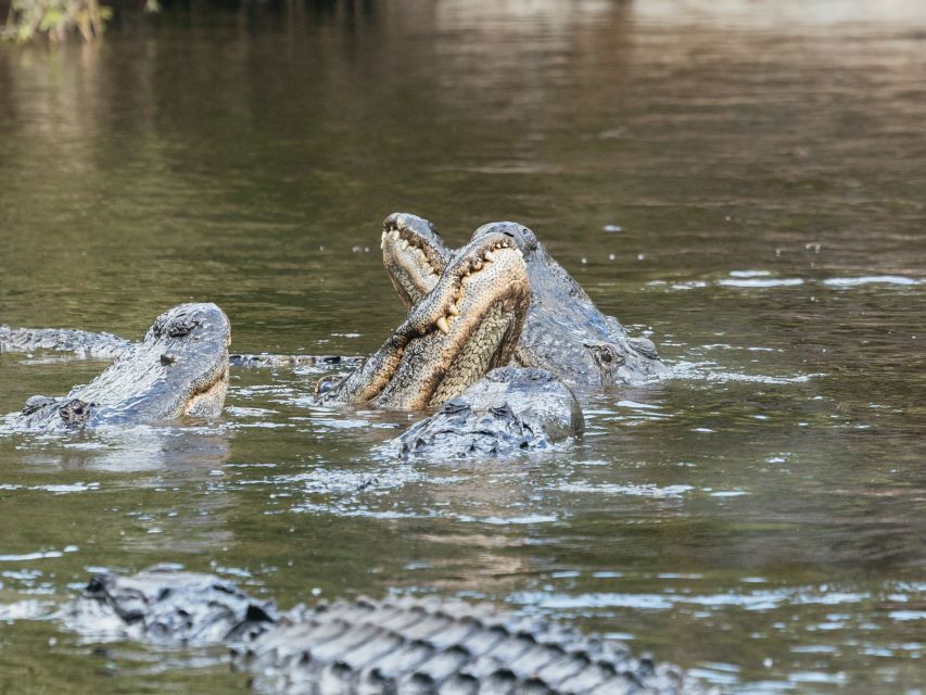 Orlando: Drive-Thru Safari Park at Wild Florida - Practical planning for a comfortable visit