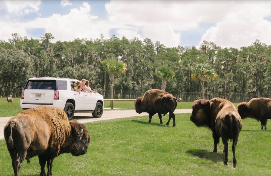 Orlando: Drive-Thru Safari Park at Wild Florida - Driving into Wild Florida’s open animal areas