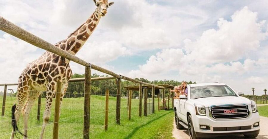 Orlando: Drive-Thru Safari Park at Wild Florida - The 5 mph pace is part of the fun