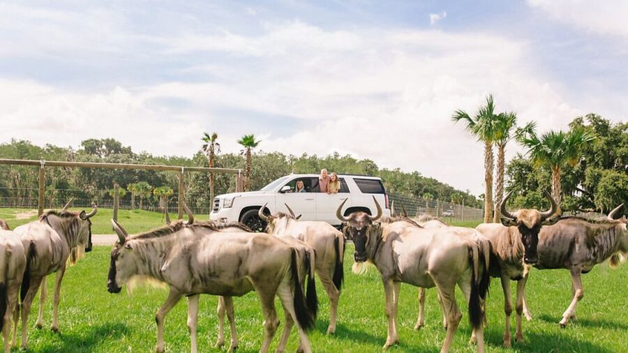 Orlando: Drive-Thru Safari Park at Wild Florida - Feeding Leroy the giraffe