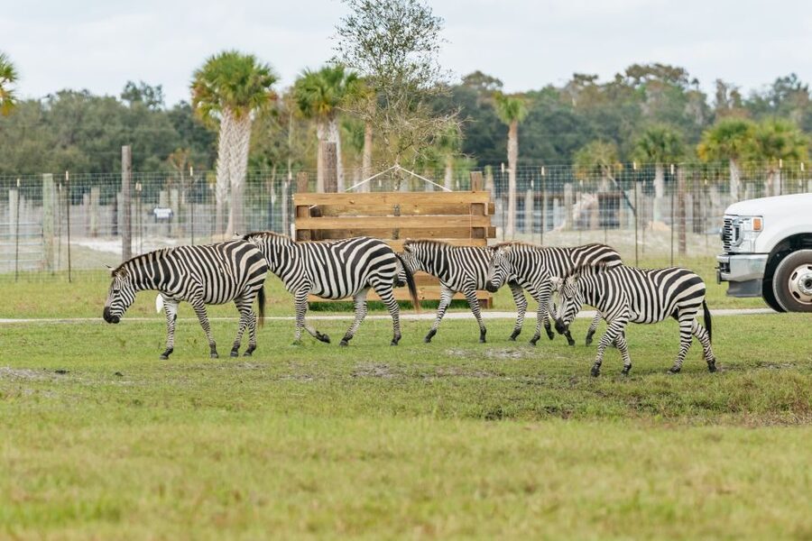 Orlando: Drive-Thru Safari Park at Wild Florida - Gator Park adds a second kind of animal visit
