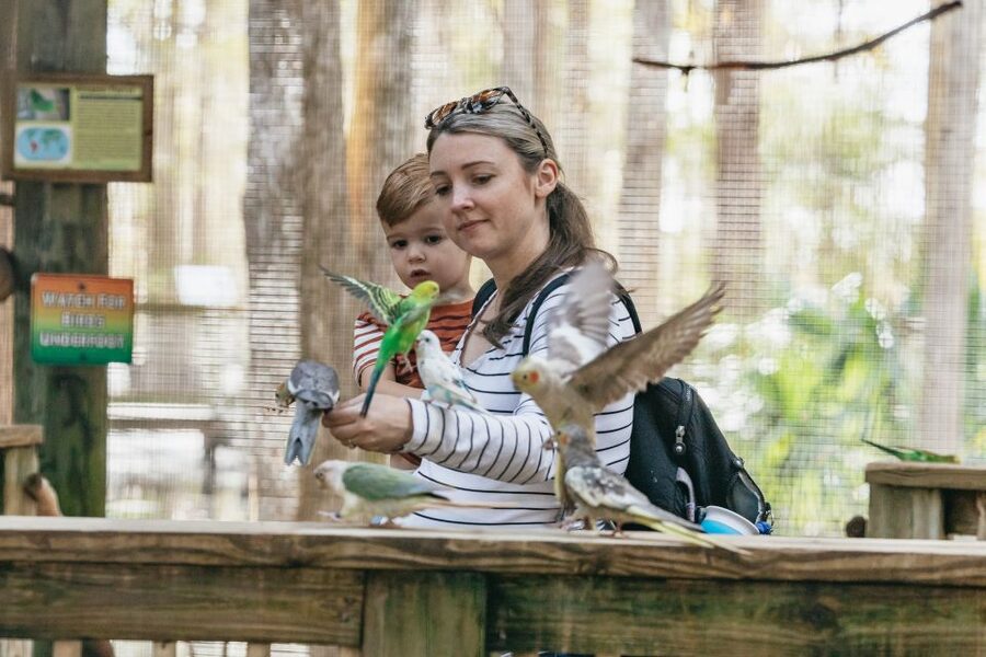 Orlando: Drive-Thru Safari Park at Wild Florida - How it compares with a major theme-park animal attraction