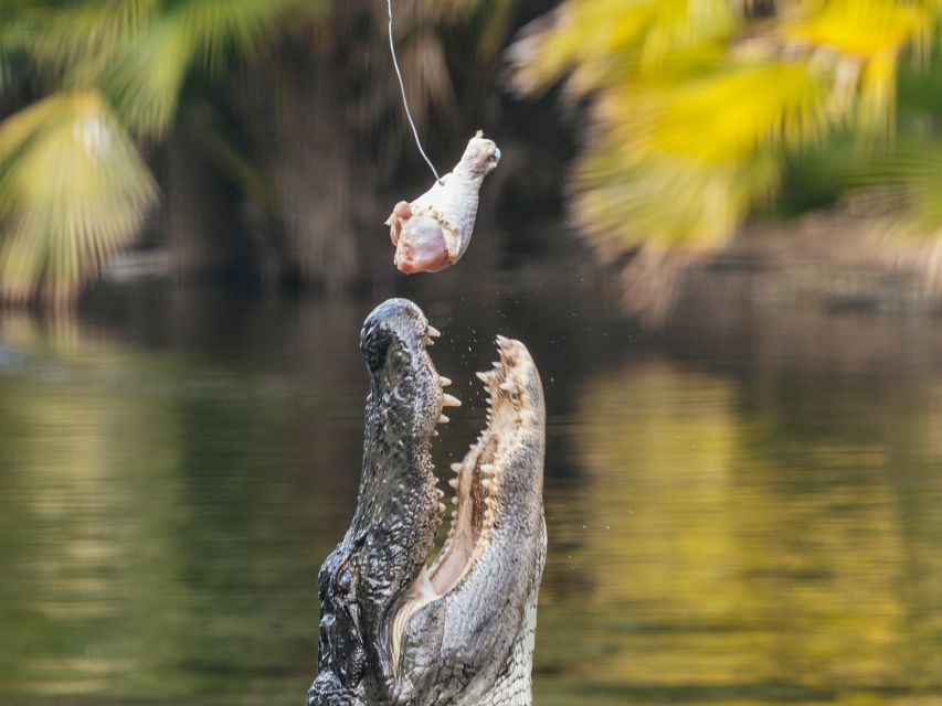 Orlando: Drive-Thru Safari Park at Wild Florida - Zebras, bison, and Florida wildlife along the route