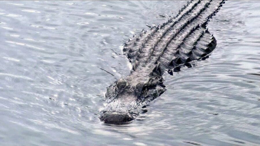 Orlando: Everglades Airboat Ride and Wildlife Park Ticket - Key points at a glance