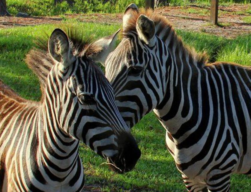 Orlando: Everglades Airboat Ride and Wildlife Park Ticket - Comfort, sound, and weather on the water