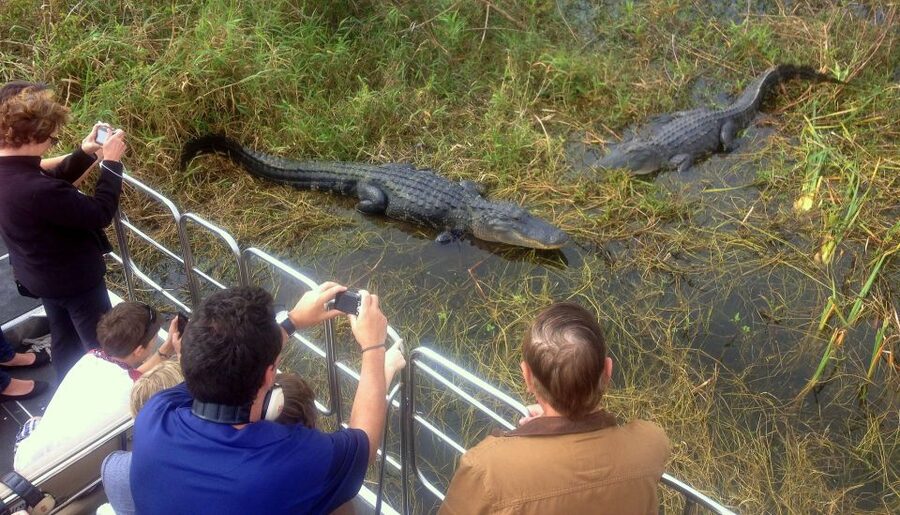 Orlando: Everglades Airboat Ride and Wildlife Park Ticket - Is $36 good value?