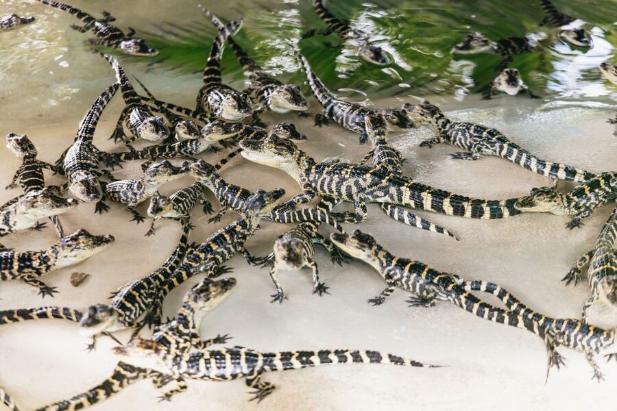 Orlando: Gatorland Skip-the-Line Ticket - Key points before you go