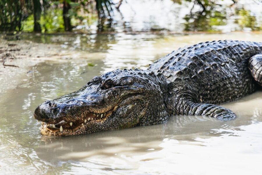 Orlando: Gatorland Skip-the-Line Ticket - The Gator Jumparoo Show delivers the main thrill