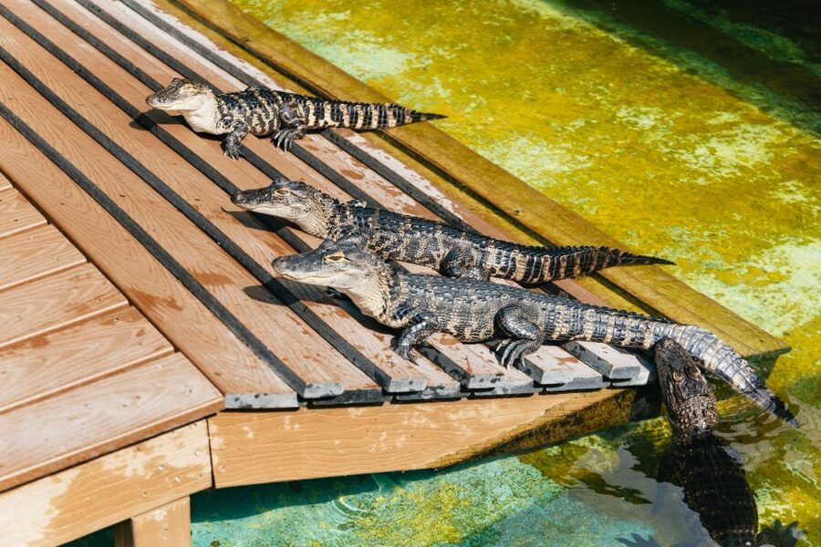 Orlando: Gatorland Skip-the-Line Ticket - Beyond reptiles: birds, goats, capybaras, and a splash area